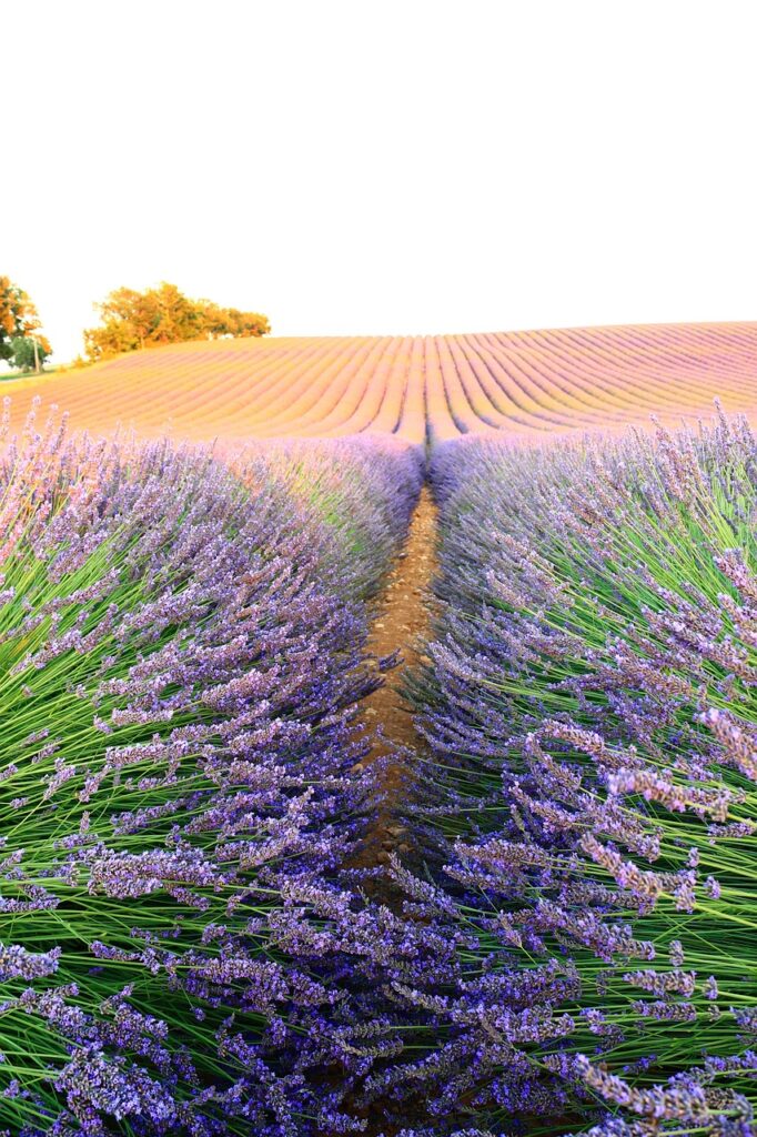 lavender, nature, bee
